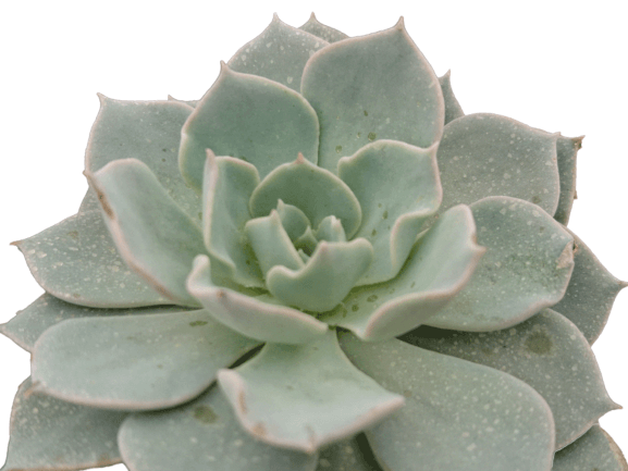 Echeveria, Lotus