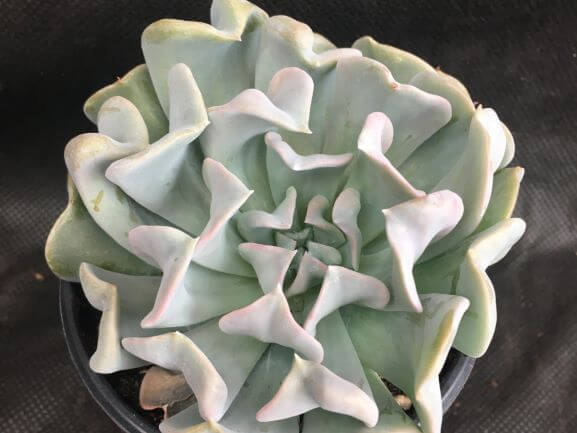 Echeveria, Topsy Turvy