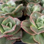 Echeveria, Tropical Pearl