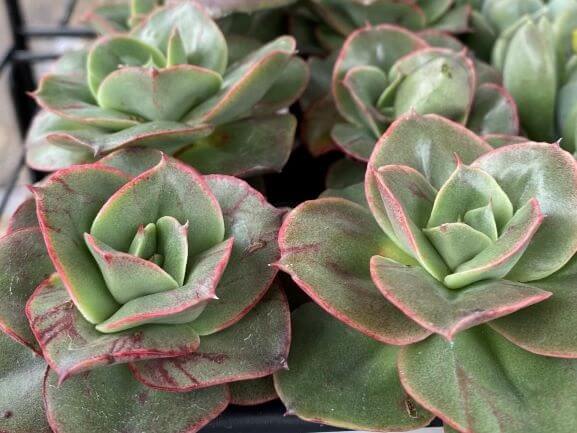 Echeveria, Tropical Pearl