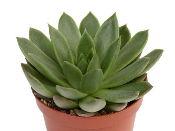 Echeveria, Wax Agave