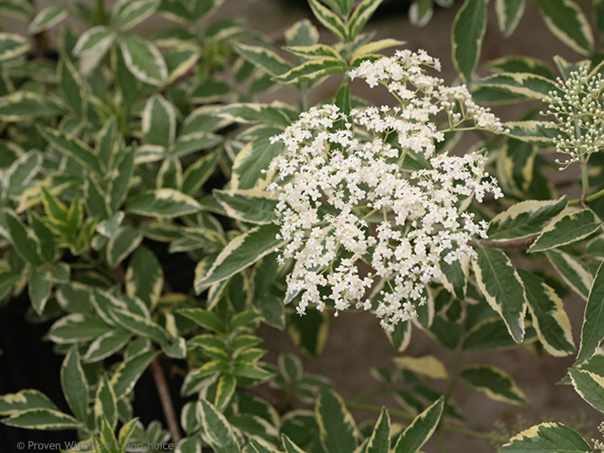 Elderberry, Instant Karma