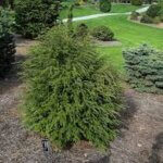 Hemlock, Canadian Emerald Fountain