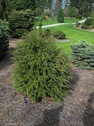 Hemlock, Canadian Emerald Fountain