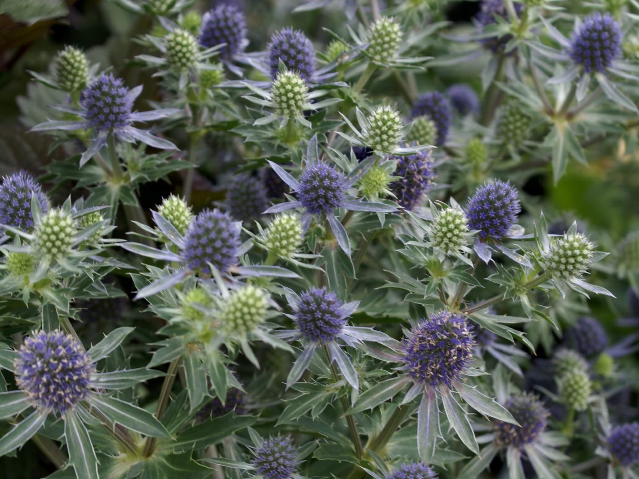 Sea Holly, Blue Hobbit