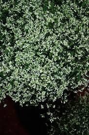Euphorbia, Stardust Superflash