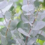 Eucalyptus, Baby Blue