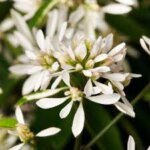 Euphorbia, Double White