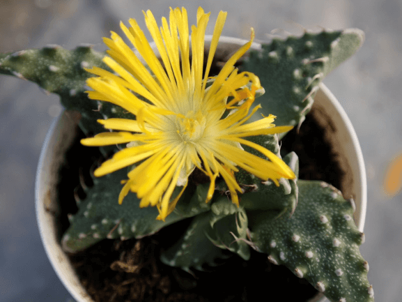 Faucaria, Tiger Jaws