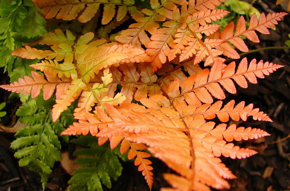 Fern, Autumn Brilliance