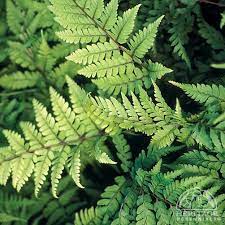 Fern, Eared Lady