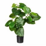 Ficus, Umbellatta