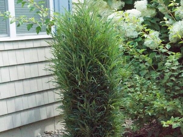 Buckthorn, Fine Line Improved