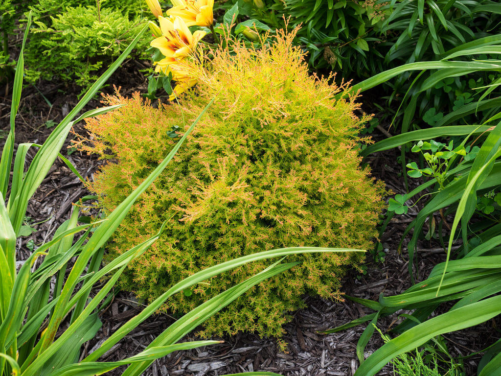 Arborvitae, Fire Chief