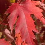 Maple, Freeman Firefall