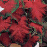 Caladium, Frieda Hemple