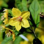 Loosestrife, Fringed
