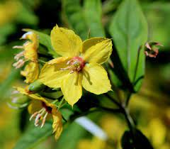 Loosestrife, Fringed