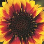 Gaillardia, Barbican Yellow Red Ring