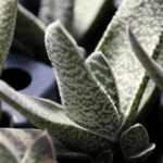 Gasteria, Lawyer’s Tongue