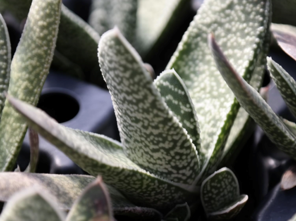 Gasteria, Lawyer’s Tongue