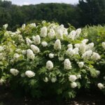 Hydrangea, Oakleaf Gatsby Gal