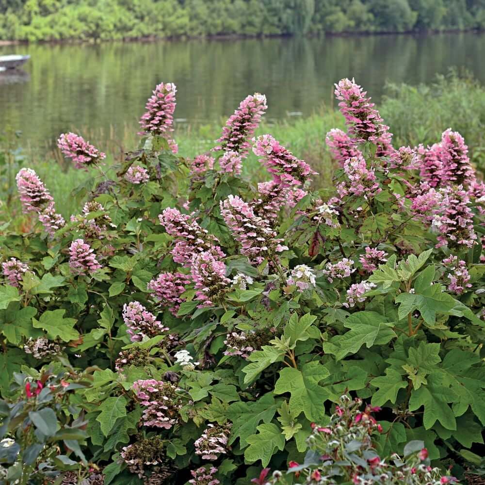 Hydrangea, Oakleaf Gatsby Pink