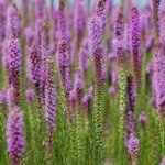 Gayfeather Rough Blazing Star
