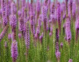 Gayfeather Rough Blazing Star