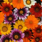 Gazania, New Day Mix