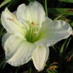 Daylily, Gentle Shepherd