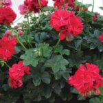 Geranium, Great Balls of Fire Dark Red