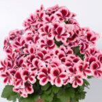 Geranium, Regal Aristo Strawberry Cream