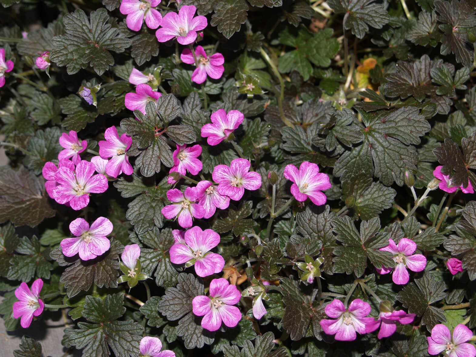 Geranium, Orkney Cherry