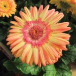 Gerbera Daisy, Cartwheel Strawberry Twist