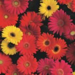 Gerbera Daisy, Colorbloom Mix