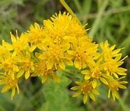 Goldenrod, ‘Golden Rockets’