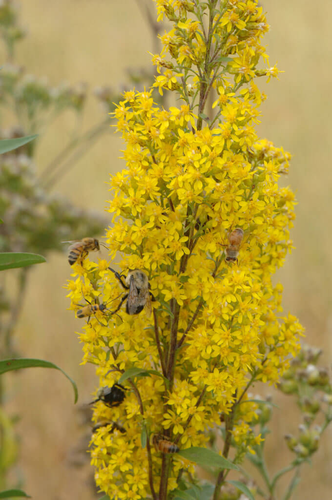 Goldenrod, Showy