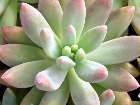 Graptosedum, Darley Sunshine