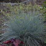 Grass, Fescue Blue Whiskers