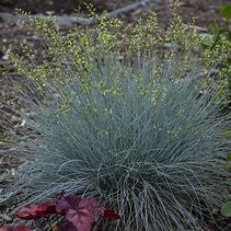 Grass, Fescue Blue Whiskers