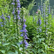 Lobelia Great Blue