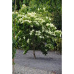 Dogwood, Kousa Greensleeves