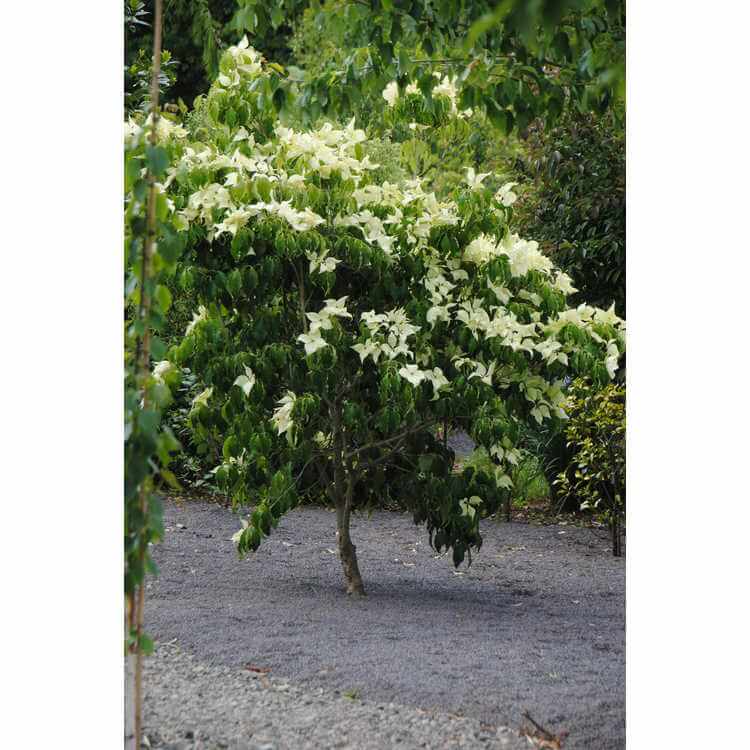 Dogwood, Kousa Greensleeves