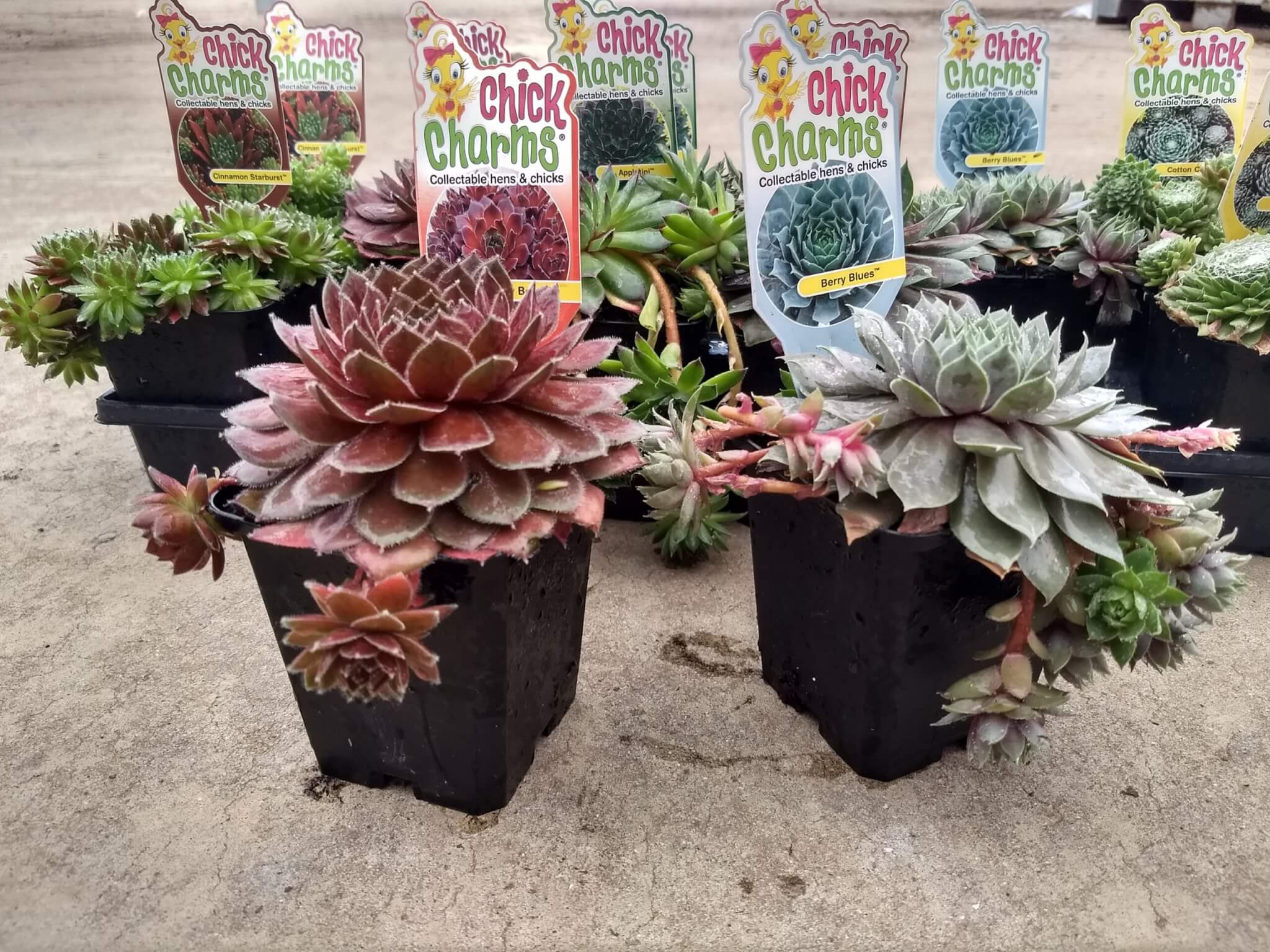 Hen & Chicks, Strawberry Kiwi