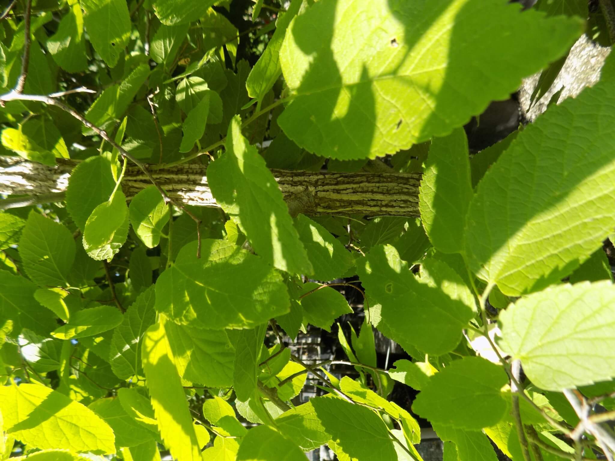 Hackberry, Prairie Sentinel