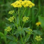 Golden Alexander, Heart-leaved