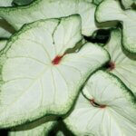 Caladium, Heart to Heart White Wonder