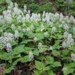 Foamflower, Heartleaf