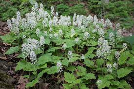 Foamflower, Heartleaf